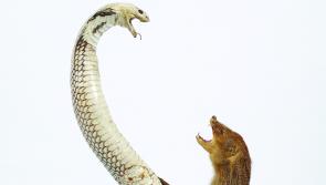 Curious taxidermy pieces amongst vast catalogue of items going to auction - Kilkenny Live