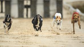 Inside Track: Greyhound racing fraternity fast out of traps with support