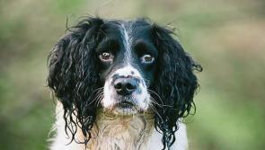 New council appointment aims to 'address' dog issues and fouling in Kilkenny