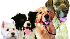 Ministers McConalogue and Humphreys meet over dog control issue