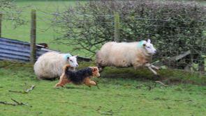 Agriculture Minister commits at IFA AGM to stronger legislation on dog ownership