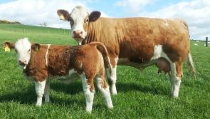 Derry is the second-least populous county for cattle in Northern Ireland