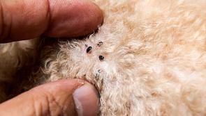 Call-outs for flea problems most common in Waterford, pest-control provider reveals