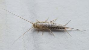 Warning issued over pests found in houses in Kilkenny