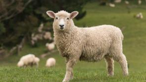 Donegal Minister's commitment to farmer over legislation on dog ownership