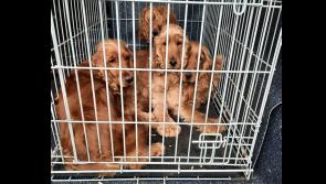 Louth County Council seize 18 neglected dogs discovered in terrible conditions