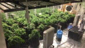 Man arrested after Gardai raid major cannabis growhouse in the Midlands