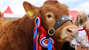 Organisers confident Tullamore Show will be staged as normal next August