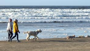 Plans to limit dog access "to certain areas of certain beaches at certain times during the bathing season"