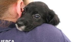 Could you spare a few hours a week to volunteer with Donegal ISPCA?