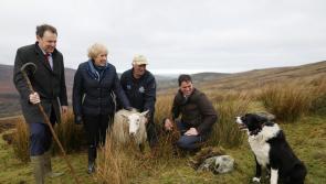 Kilkenny dogowners reminded of responsibilities during lambing season