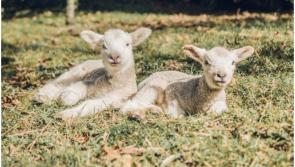 Longford dog owners reminded to be responsible this lambing season