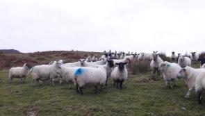 APPEAL: Reward offered for information leading to whereabouts of missing sheep 