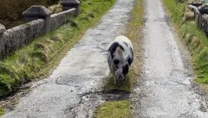 George the pig from Gaoth Dobhair has over a thousand Facebook friends