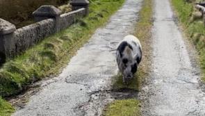 George the Donegal pig has over a thousand Facebook friends