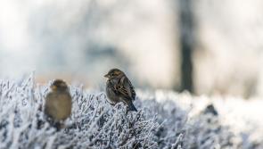 CARLOW WEATHER: Frost and ice on the way as temperatures set to drop