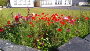 Potential for Tipperary to benefit from huge biodiversity fund
