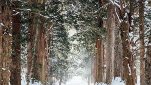 IRELAND WEATHER: Raw weather ahead with snow, thunderstorms and freezing temperatures in Met Eireann weather forecast