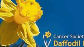  Daffodil Day returns to the streets of Kildare for the first time in three years