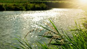 Carlow's rivers are under threat from pollution! Share your views on how they can be improved