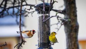 Tipperary gardeners encouraged to feed birds to aid pest control