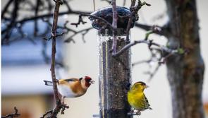 Waterford gardeners can stave off pests by doing one very simply thing 