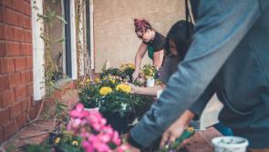 Publics view wanted on future vision for community gardens and allotments in Carlow
