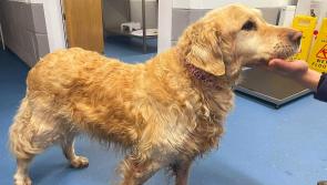 Donegal gardaí keen to reunite dog in their care with  its owner