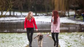 Kilkenny pet owners urged to keep pets safe in the snow