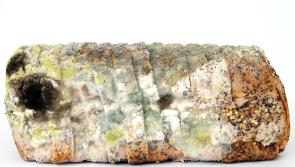 REVEALED: Irish people report hair, insects and glass in 3,500 food complaints