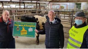 Cattle sold in Offaly mart raise funds for Midlands hospice project