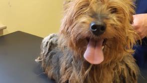 Carlow woman convicted for failing to safeguard the health and welfare of a dog