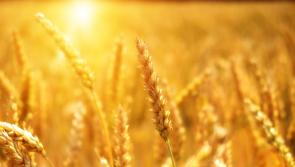 Kilkenny IFA disappointed with 'lack of proposals to increase food production'