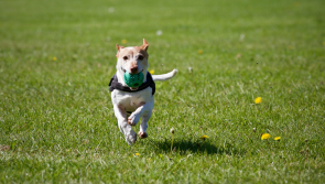 Competing interests at Limavady site as Council propose dog runs
