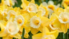 Public urged to support cancer patient services in Carlow this Daffodil Day