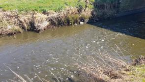 Slurry spillage kills thousands of fish in County Derry river