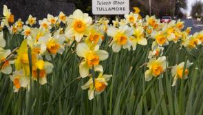 Call for support for Offaly town's 'Spring Clean' initiative