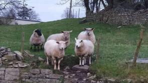 Laois Gardai dog owners urged to act responsibly 