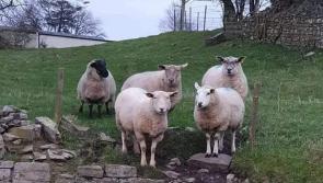 Gardai remind dog owners of the harm their pets can cause if left to roam free