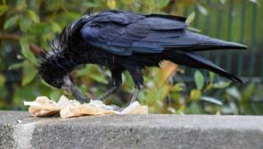 Litter louts watch out! - Council ready to swoop as soon as new law is passed