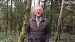 Lack of forestry planting will 'come back to bite everyone in the country'