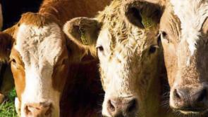 Carlow farmers take hit due to war in Ukraine
