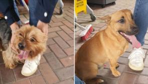 Two gorgeous dogs in care of gardaí - owners are asked to get in touch