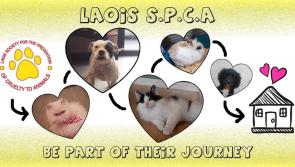 Laois SPCA seeks post lockdown help 