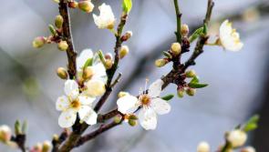 Weather outlook for Donegal this Easter Bank Holiday weekend