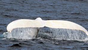 Extremely rare white humpback whale could be spotted off Donegal