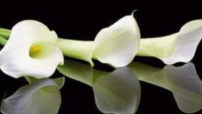 Derry Death Notices- Tuesday, 19th April, 2022