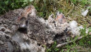 Dumped dead sheep causing a stench near Donegal homes and walking route