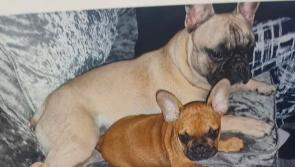 Gardaí appeal for information on two dogs missing from the Tipperary Town area