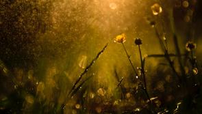 WATERFORD WEATHER: A bright day ahead with sunny spells and the odd shower